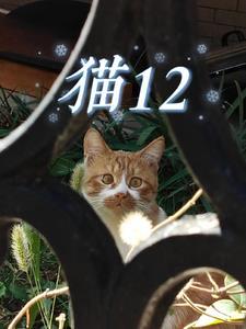 猫12个月是一岁吗